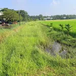 Bán đất Mỹ Hạnh Đức Hòa 1.260m² 1,5 tỷ - Ảnh thu nhỏ 4