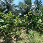 Bán đất nền 1500m2 Tân Thành Bình Tân 350 triệu - Ảnh thu nhỏ 1