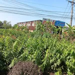 Bán Đất 1053,5 m2 tại Đường Quốc lộ 54, Xã Tân Thành, Huyện Lai Vung, 4,2 tỷ - Ảnh thu nhỏ 5