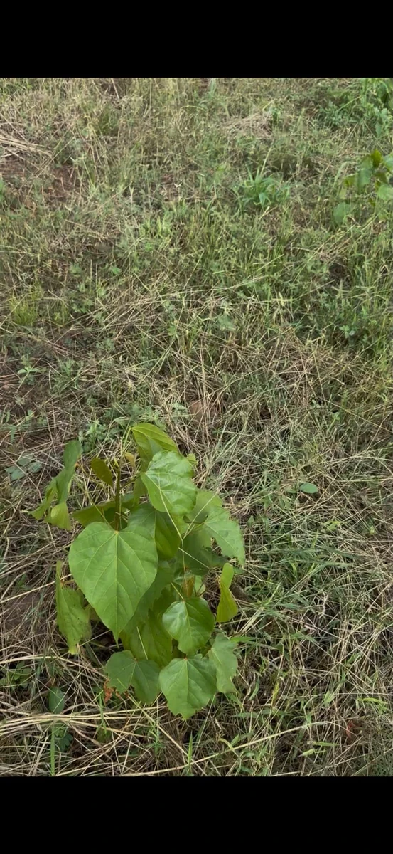Bán 7,5 ha đất nông nghiệp Ea Súp, Đắk Lắk - Ảnh thu nhỏ 3