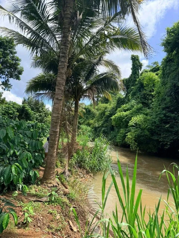 Bán đất nông nghiệp 1 hectare café sầu riêng Cư Mgar