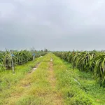 Bán lô đất cây trồng 19.081m² Hàm Liêm, Lâm Đồng - Ảnh thu nhỏ 2