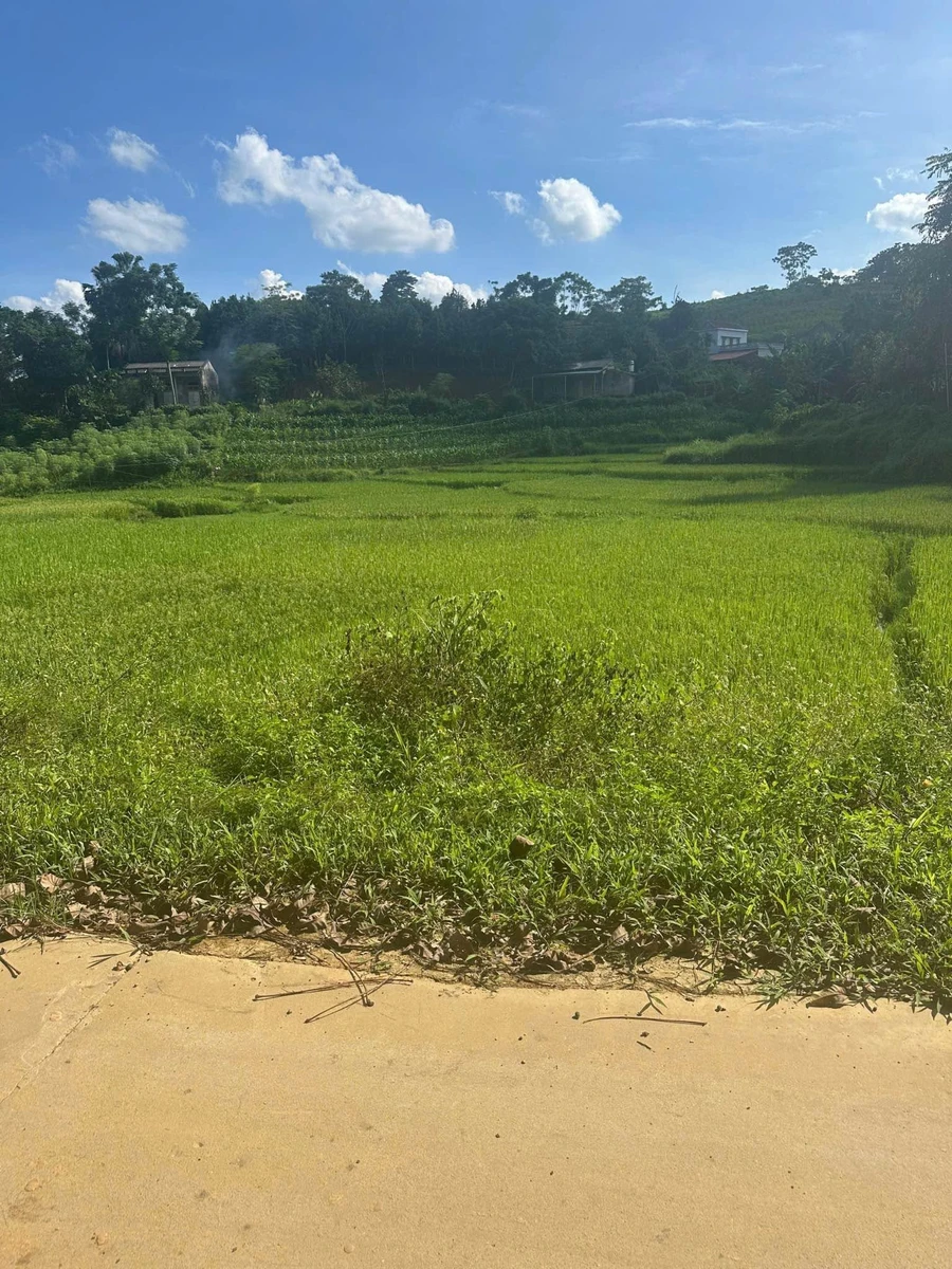 Bán đất 195m2 mặt tiền đường bê tông gần 7m tại Tân Sơn, Phú Thọ, giá khoảng 100 triệu - Ảnh thu nhỏ 3