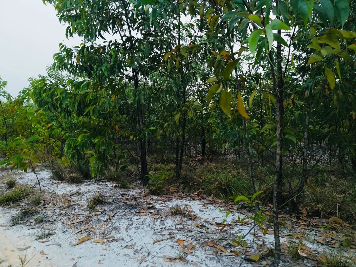Bán đất 5,36ha Phong Điền Huế, 1,5 tỷ, view hồ - Ảnh thu nhỏ 2