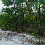 Bán đất 5,36ha Phong Điền Huế, 1,5 tỷ, view hồ - Ảnh thu nhỏ 2