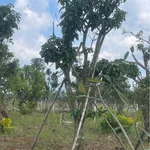 Bán 1 sào đất nhà vườn view núi Chứa Chan Long Khánh 900 triệu - Ảnh thu nhỏ 2