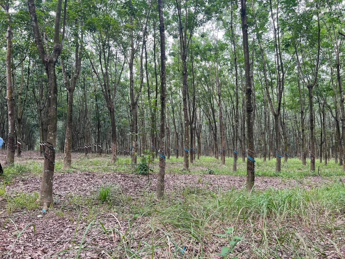 Bán 4,5 ha cao su Phú Hòa Phú Riềng 9 tỷ - Ảnh thu nhỏ 3