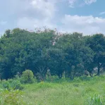 Bán khoảng 9 sào 7 (9745m2) đất phường Tân Thành, Tp. HCM). Giá 13 tỷ - Ảnh thu nhỏ 11