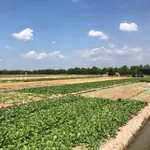 Bán 8500m2 đất Bình Tân Vĩnh Long - 350tr/1000m2 - Ảnh thu nhỏ 5