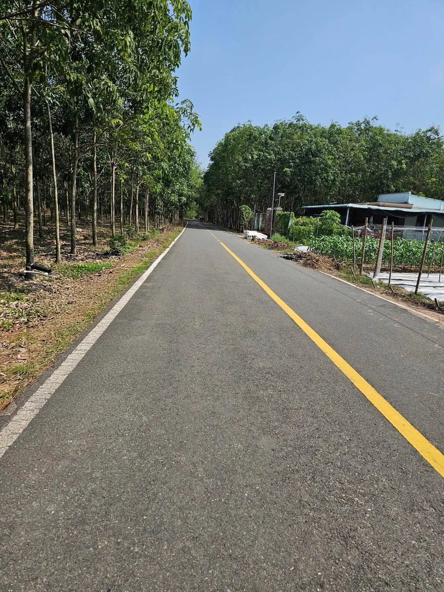 Bán đất Nhựa Tân Bình 2025 m², 4 tỷ - Ảnh thu nhỏ 5