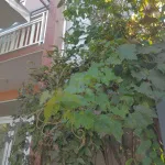 Bán nhà 3 tầng - đất trăm mét - giá chỉ nhỉnh hơn 2 tỷ TP. Huế! - Ảnh thu nhỏ 16