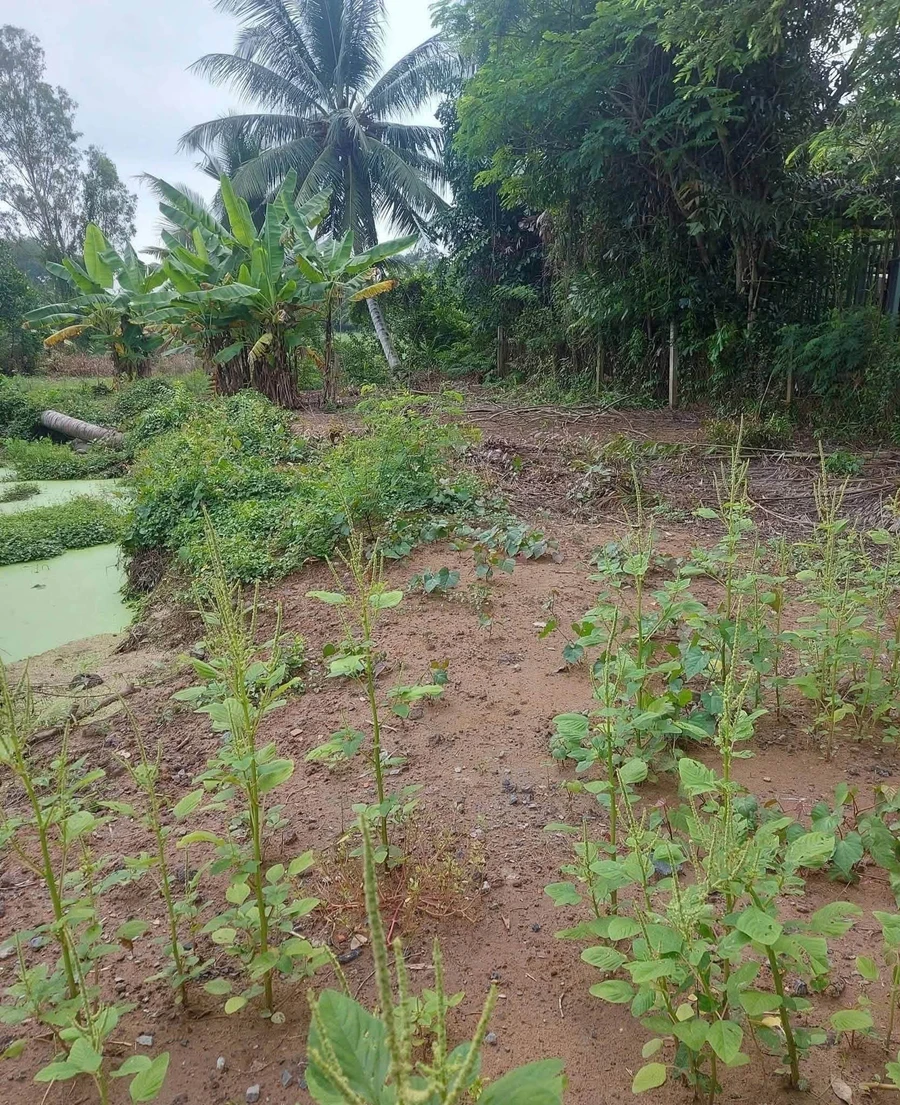 Bán lô đất 500m² thổ cư Long An, gần KCN Nhựt Chánh - Ảnh thu nhỏ 3