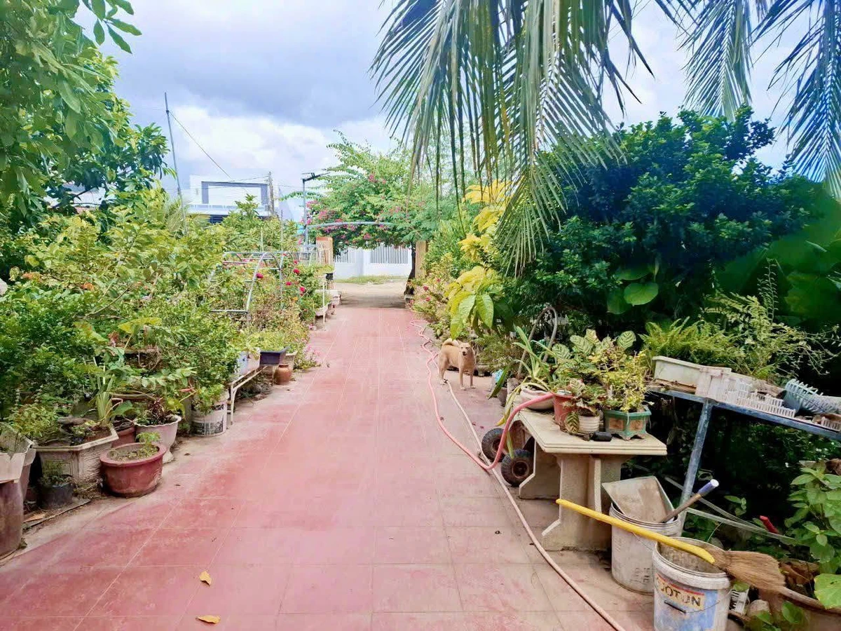 Bán nhà vườn Long Bình Phan Rang Khánh Hòa 4300m2 5 tỷ - Ảnh thu nhỏ 4