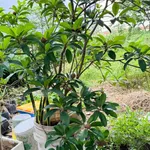 Bán nền đất 600m² Phường Bình Lộc, Long Khánh - Ảnh thu nhỏ 2
