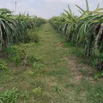Bán vườn thanh long 2.8ha tại Xã Tân Hải Lagi Bà Rịa Vũng Tàu - Ảnh thu nhỏ 2