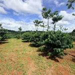 Bán đất 1,3 ha giá 2,75 tỷ tại Đồn 8, xã Thuận Hạnh, Đắk Nông - Ảnh thu nhỏ 1