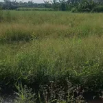Bán đất thổ cư Hòa Phú 5x22m, 7x22m 110m² 450 triệu - Ảnh thu nhỏ 3