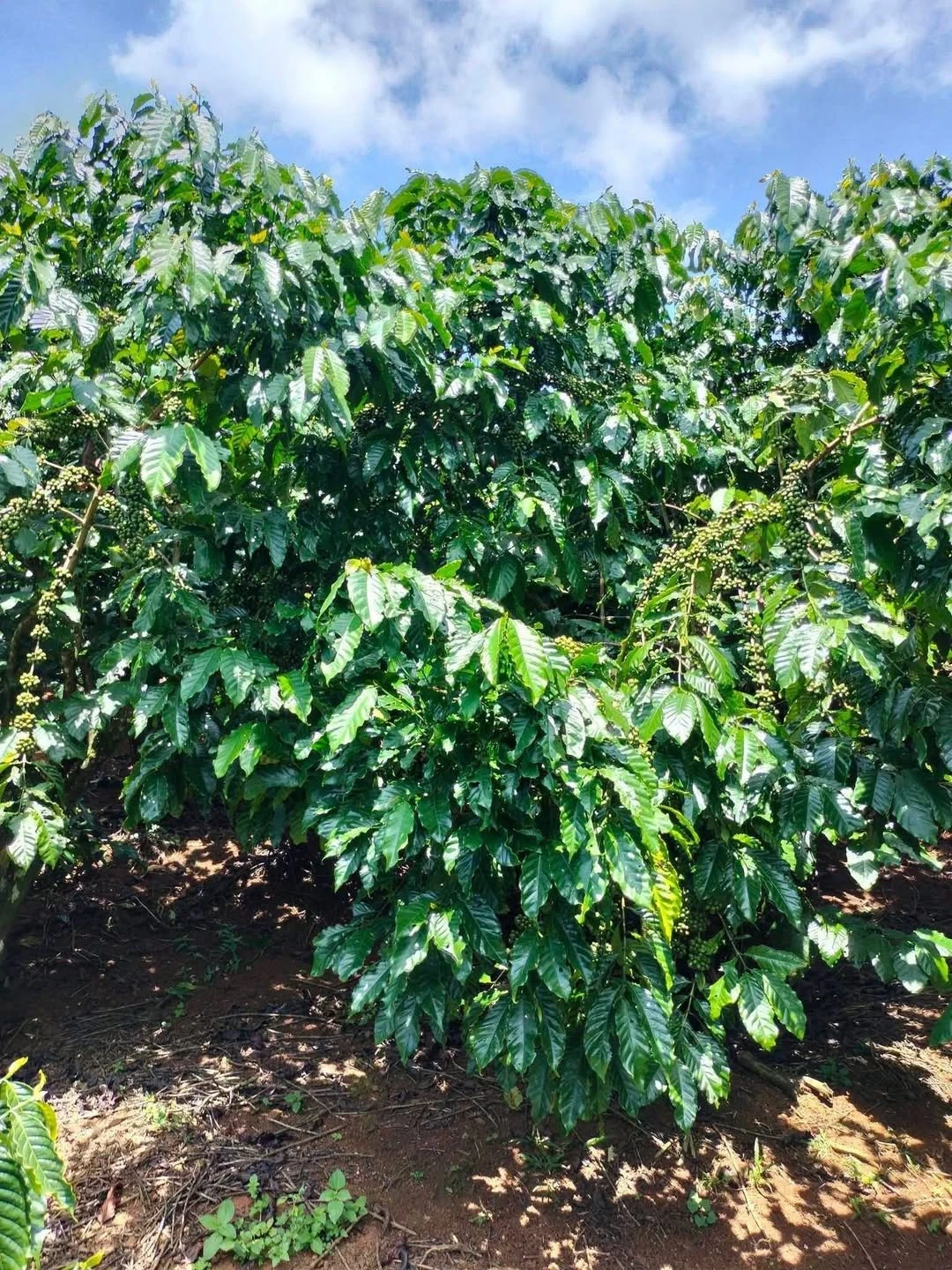 Bán 1ha đất vườn cà phê Lộc Nga, Bảo Lộc - Ảnh 1