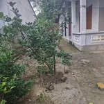 Bán nhà mái thái 3PN Tịnh Châu, 290m² - 1,15 tỷ - Ảnh thu nhỏ 4