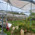 Bán đất mặt tiền đường An Bình Đà Lạt 52.9m² giá 850 triệu - Ảnh thu nhỏ 2