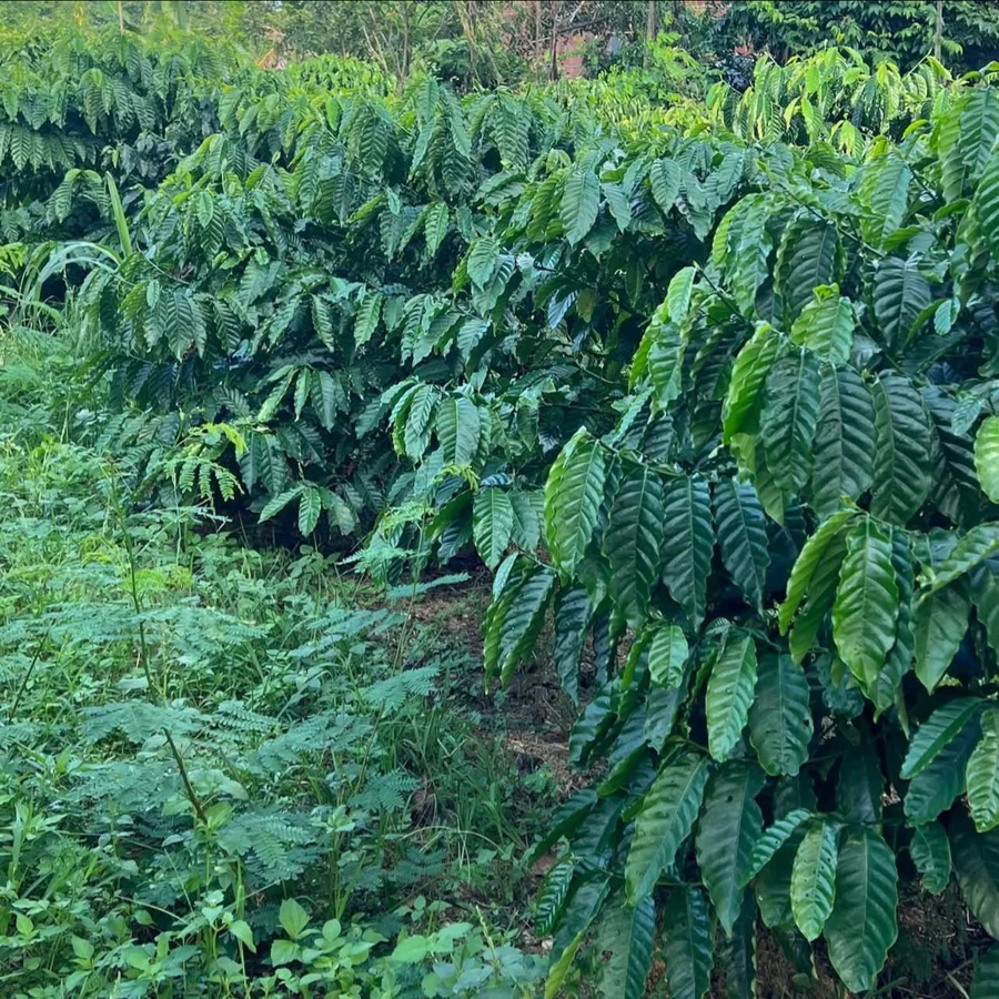 Bán 3 héc đất rẫy tiêu, cà phê ở Iale - Ảnh thu nhỏ 3