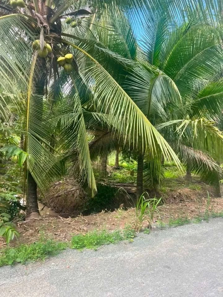 Bán đất vườn 6075m² mặt tiền Bến Tre - Ảnh thu nhỏ 2