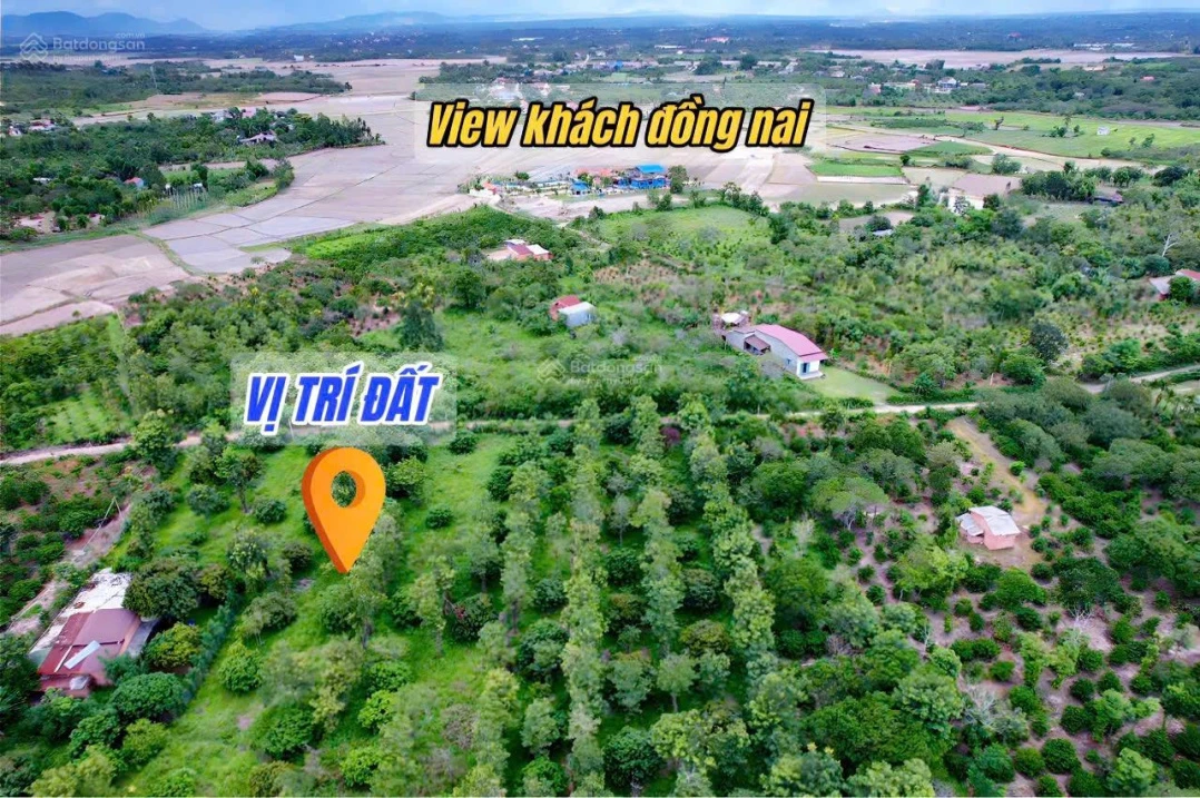 Vườn vải full siêu đẹp chỉ 6xxtr - Ảnh thu nhỏ 3