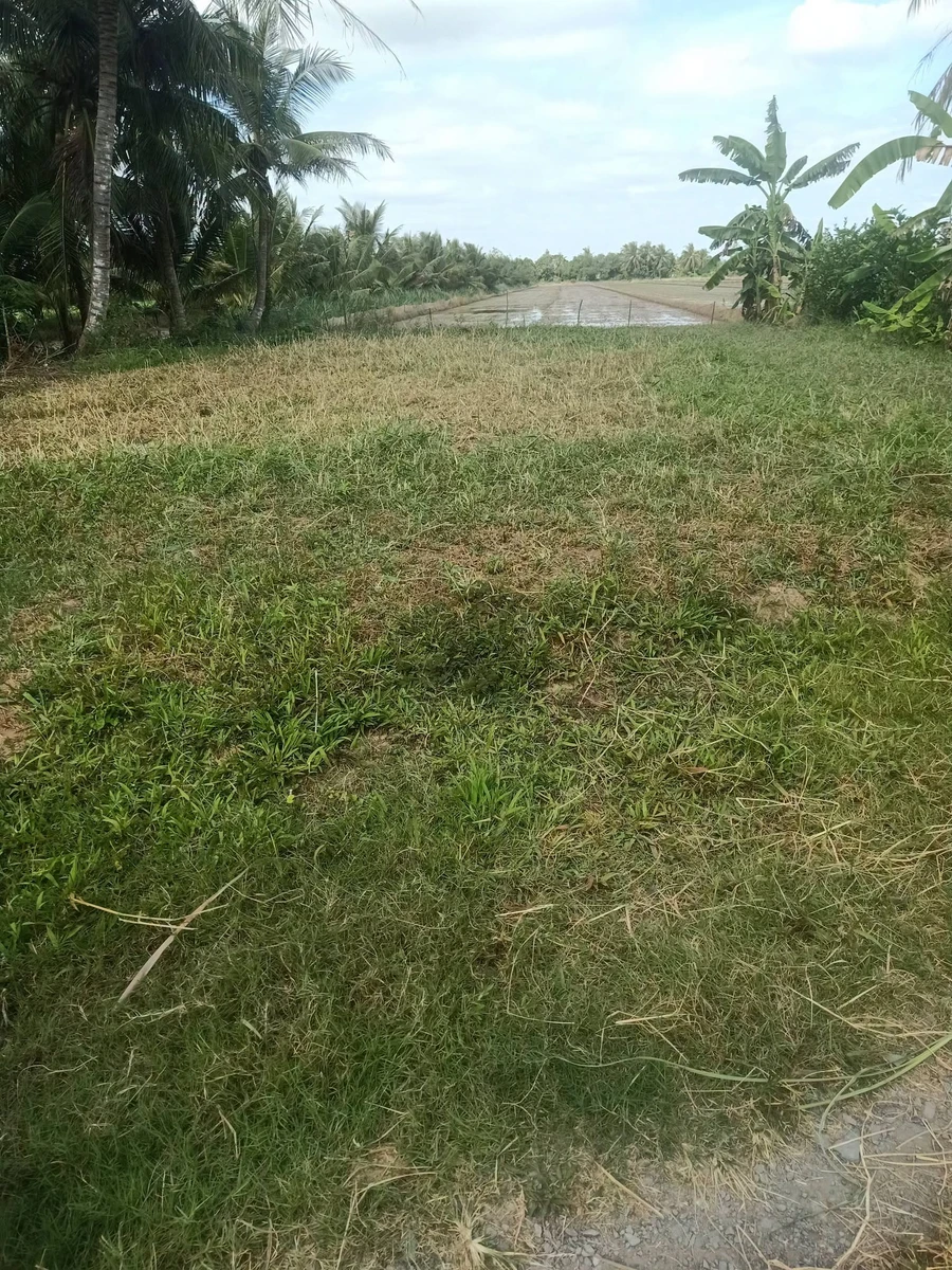 Bán 12.000m² đất nền Tân Xuân, Ba Tri, Bến Tre - Ảnh thu nhỏ 2