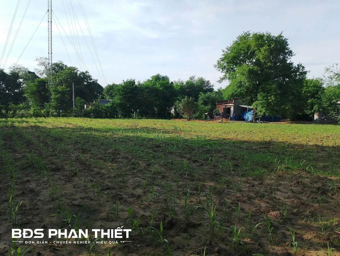 Bán đất sào Thuận Hòa 2542 m² với nhà cấp 4, Lâm Đồng - Ảnh thu nhỏ 3