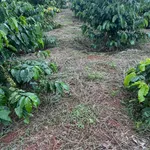 Bán đất Nhà Bè 100m2, giá 2 tỷ 500 triệu - Ảnh thu nhỏ 1