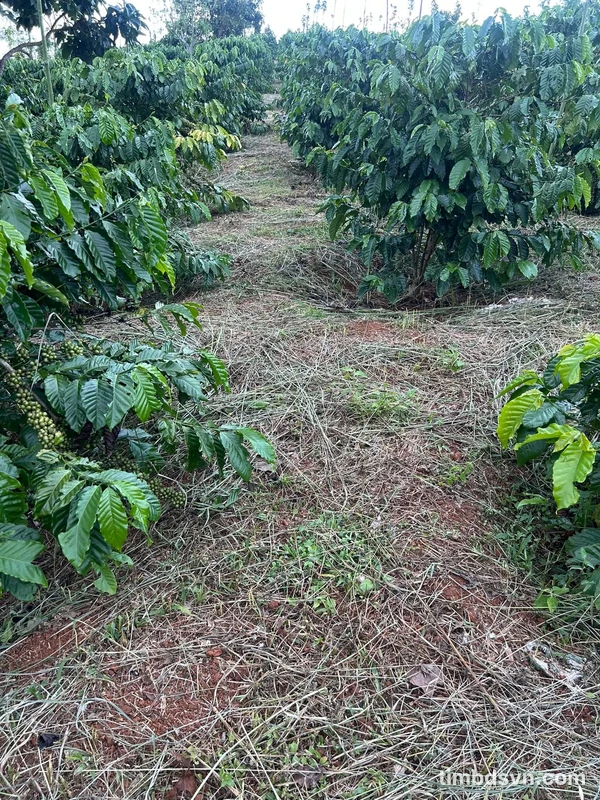 Bán đất Nhà Bè 100m2, giá 2 tỷ 500 triệu