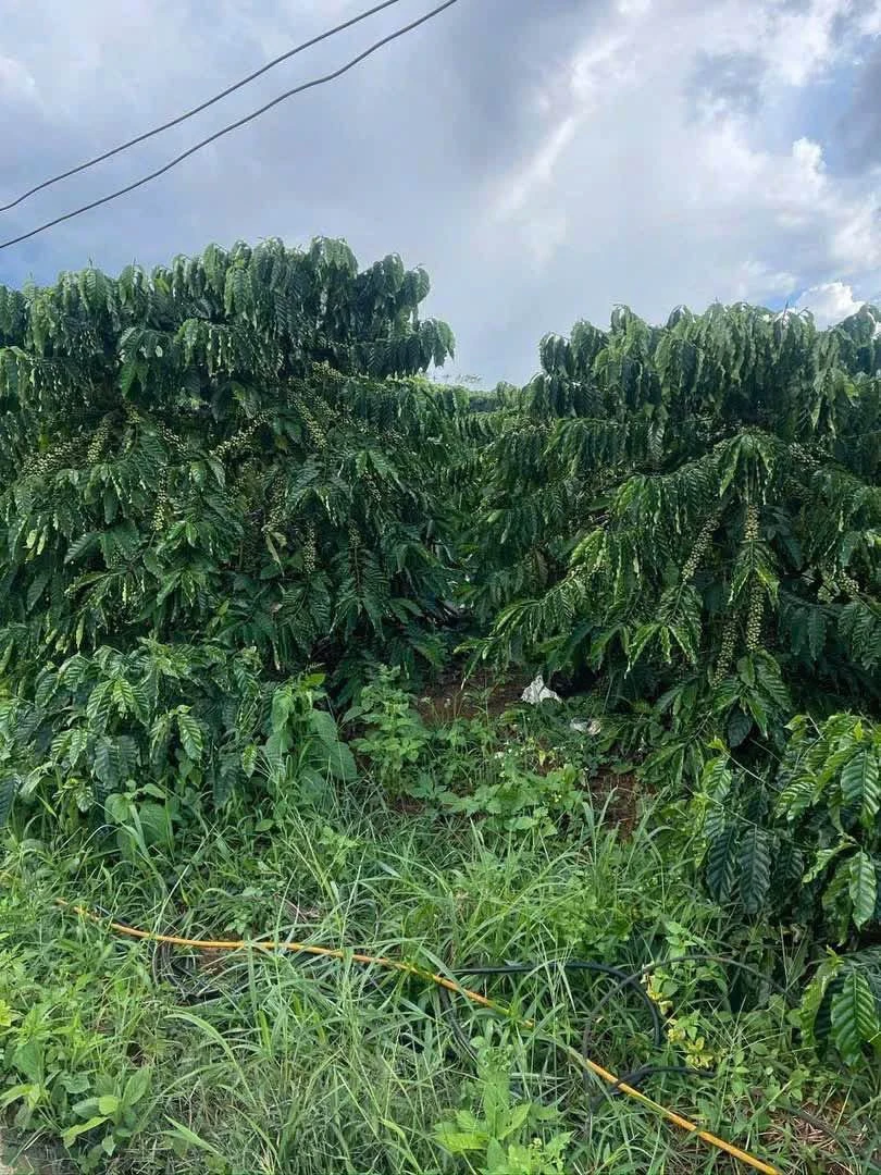 Bán rẫy cà phê 2,5ha ở Gia Nghĩa, Đắk Nông, giá 5 tỷ - Ảnh thu nhỏ 4