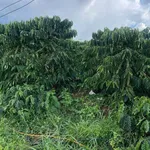 Bán rẫy cà phê 2,5ha ở Gia Nghĩa, Đắk Nông, giá 5 tỷ - Ảnh thu nhỏ 4