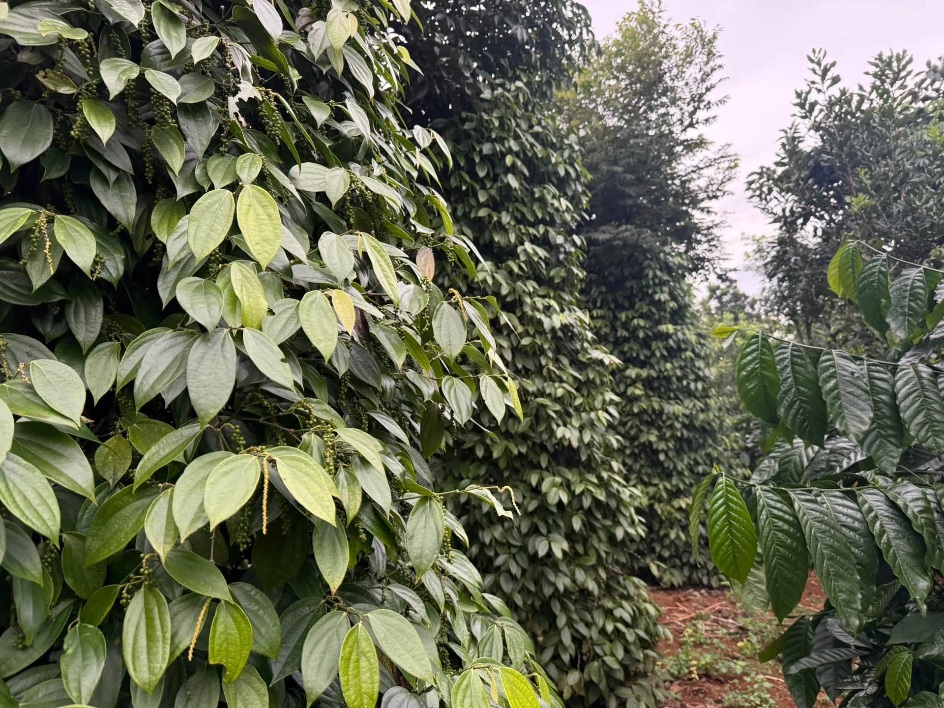 Bán đất 1.6ha mặt đường lớn Cần Giờ 2.65 tỷ - Ảnh 1