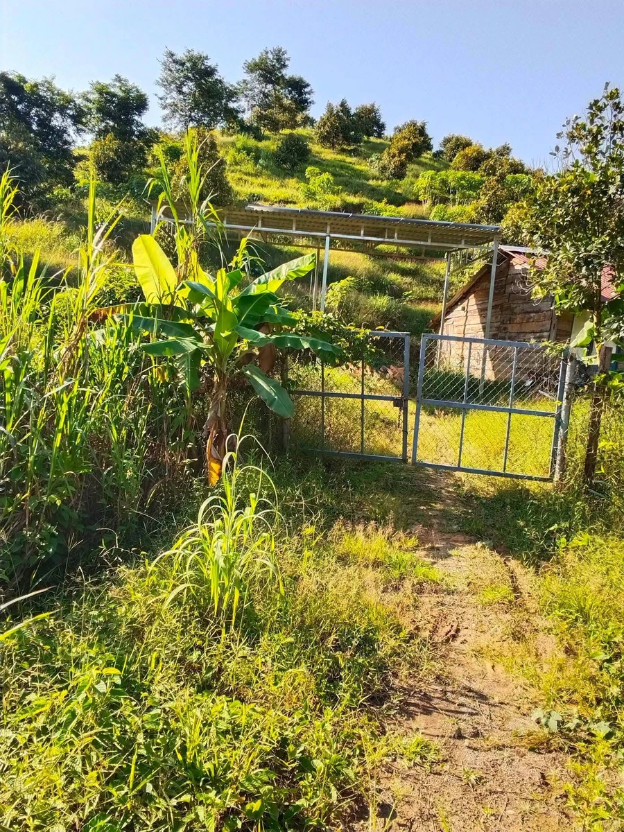 Bán vườn sầu riêng 1,2ha Lâm Đồng 1,7 tỷ - Ảnh thu nhỏ 3
