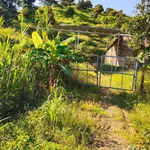 Bán vườn sầu riêng 1,2ha Lâm Đồng 1,7 tỷ - Ảnh thu nhỏ 3