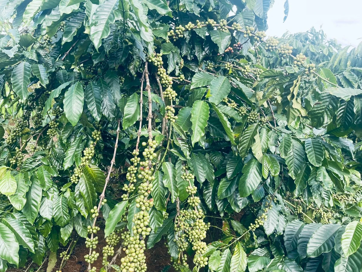 Bán đất vườn 2,2 ha tại Xã Đạo Nghĩa, Đắk Nông - Ảnh thu nhỏ 2