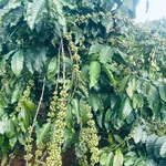 Bán đất vườn 2,2 ha tại Xã Đạo Nghĩa, Đắk Nông - Ảnh thu nhỏ 2
