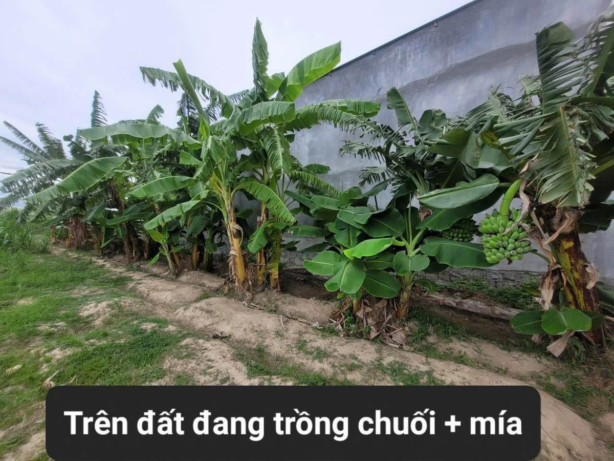 Bán đất thổ cư 240m2 Long Bình Khánh Hòa 1,7 tỷ - Ảnh 1