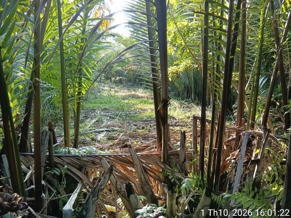 Bán đất vườn 1.356m² Phước Long, Vĩnh Long - Ảnh thu nhỏ 4
