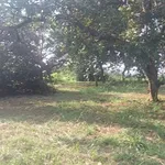 Bán 3 hecta đất nông nghiệp tại xã Nghĩa Trung, Bù Đăng - Ảnh thu nhỏ 1