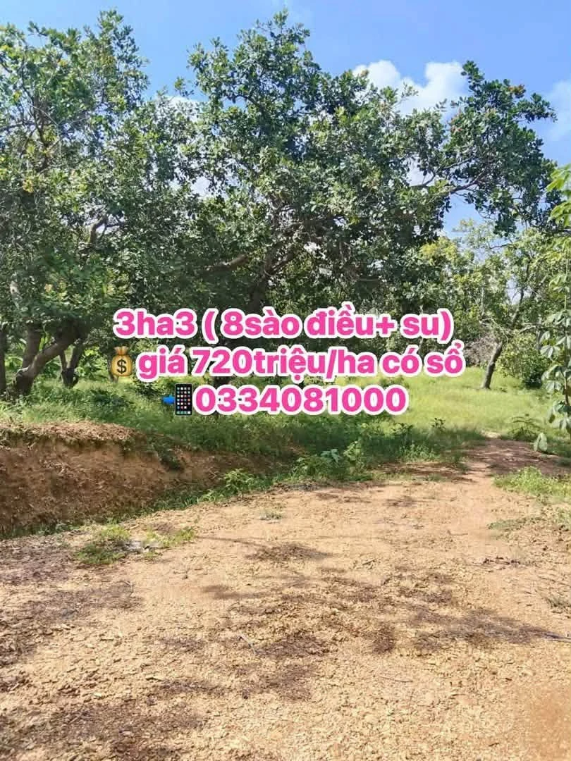 Bán 3 hecta đất Phước Tân, Bình Phước, 720 triệu/ha - Ảnh thu nhỏ 2