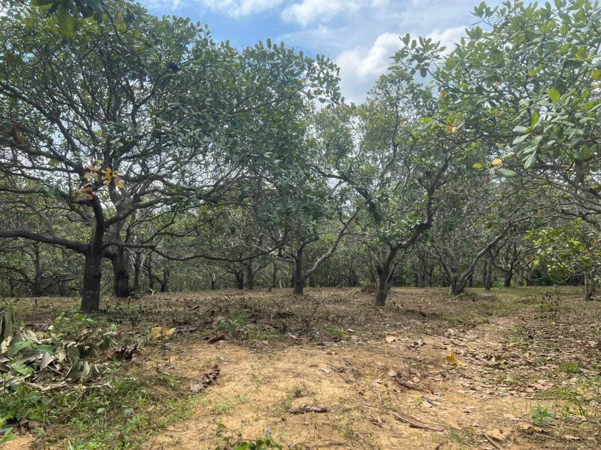Bán 1,1 ha đất trồng điều Xã Tân Hoà 670 triệu - Ảnh thu nhỏ 2