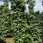 Bán đất vườn cà phê tiêu 1,45ha sát quốc lộ 14 tại Nam Jang, Đăk Song, Đắk Nông - Ảnh thu nhỏ 4