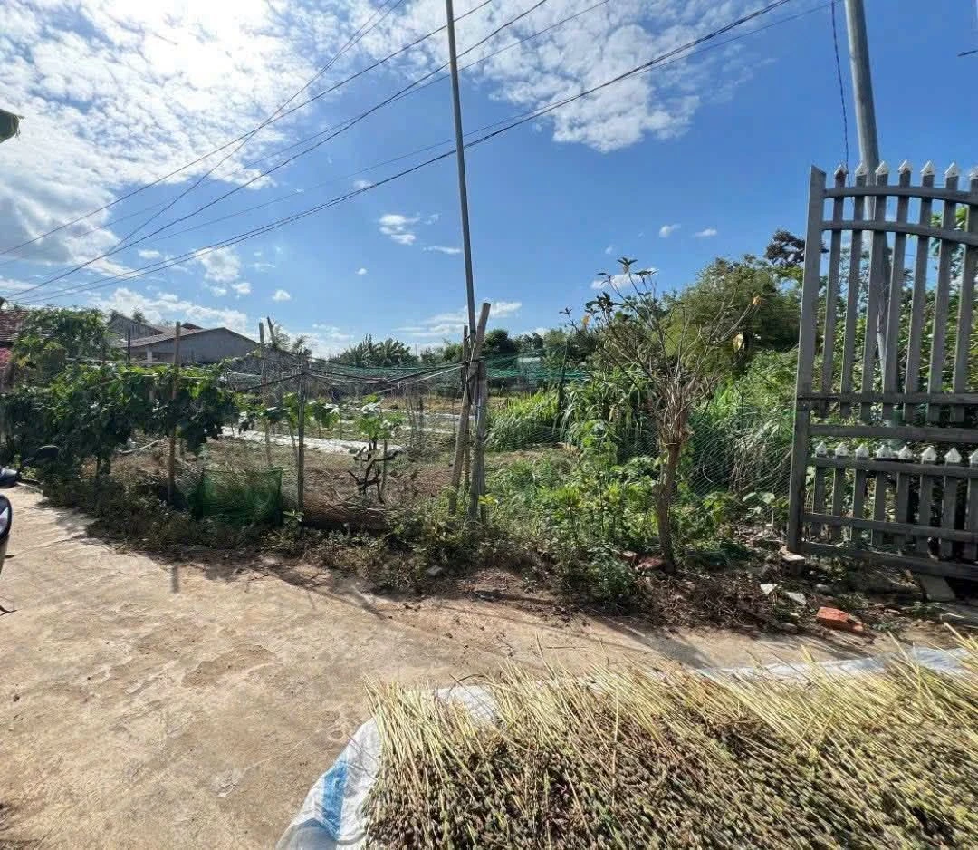 Bán đất 484m² có sổ cử, An Chánh, Bình Chánh - Ảnh 1