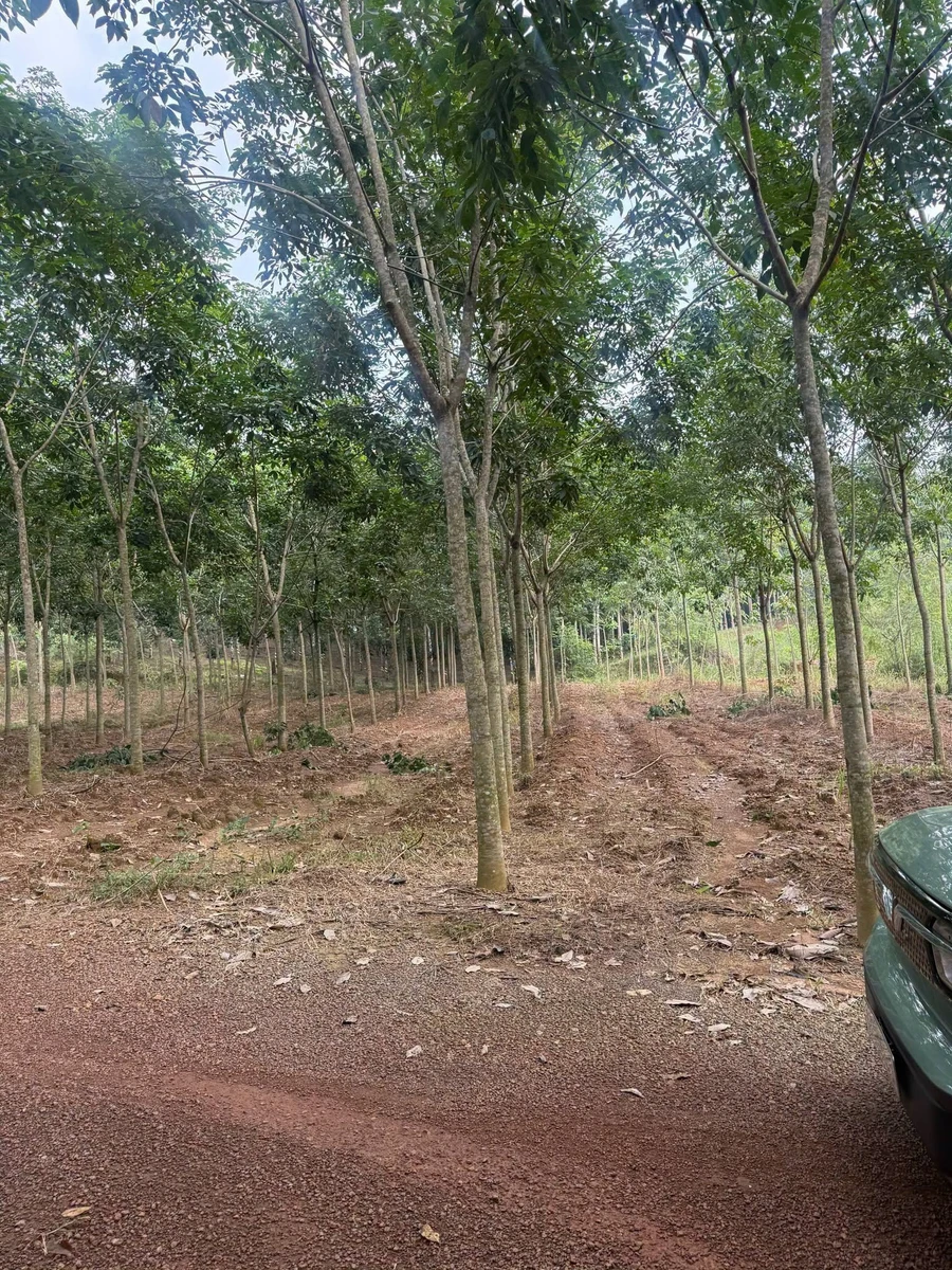 Bán đất cao su 3 ha mặt tiền trên 200m, Tân Thành, Bình Phước - Ảnh thu nhỏ 2