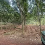Bán đất cao su 3 ha mặt tiền trên 200m, Tân Thành, Bình Phước - Ảnh thu nhỏ 2