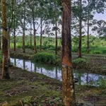 Bán 1,2ha đất cao su điều Đồng Nai 900 triệu - Ảnh thu nhỏ 1