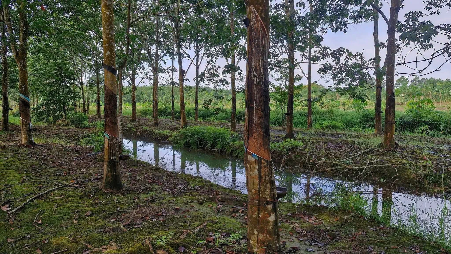 Bán 1,2ha đất cao su điều Đồng Nai 900 triệu - Ảnh 1