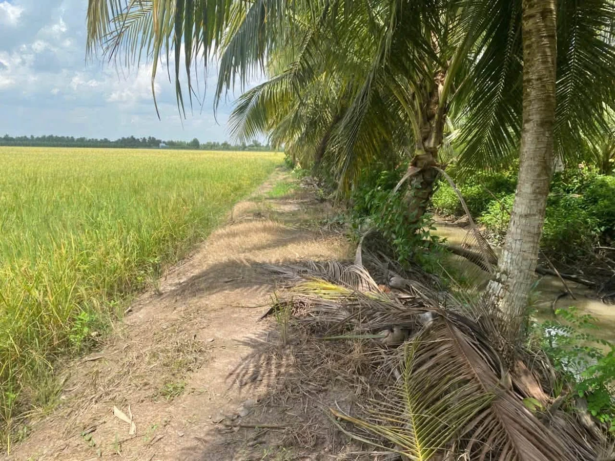 Bán đất ruộng 3,6 công mặt tiền QL54 xã Phong Thạnh - Ảnh thu nhỏ 2
